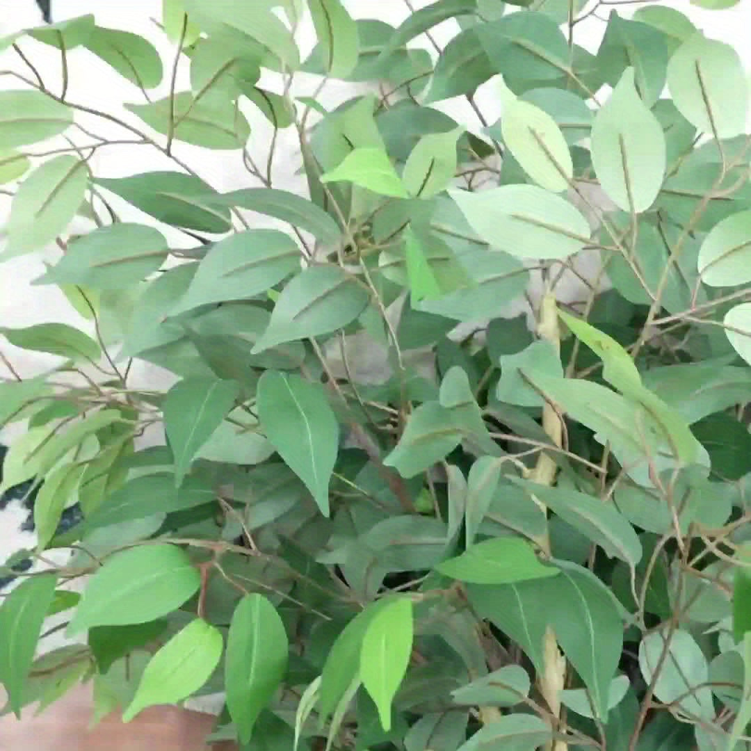 Silky Artificial Ficus Tree – Realistic and Maintenance-Free (120–210 cm)
