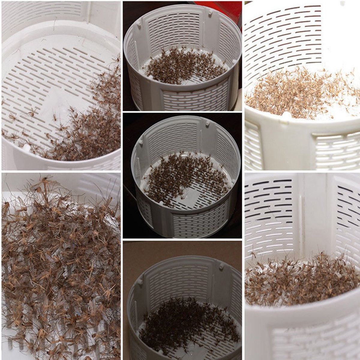 Mosquito trap with UV lamp