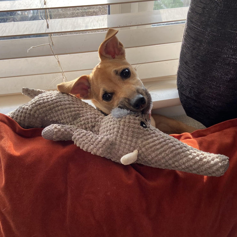 Indestructible Dog Chew Toys – Extra Strong &amp; Durable