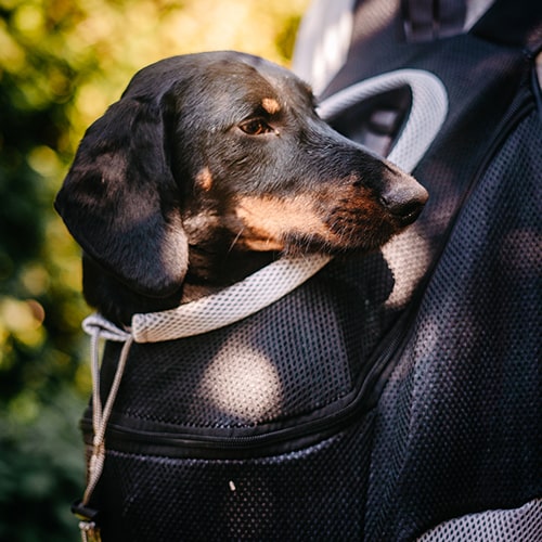 Adventure Carrier for Small Dogs – Black and Comfortable