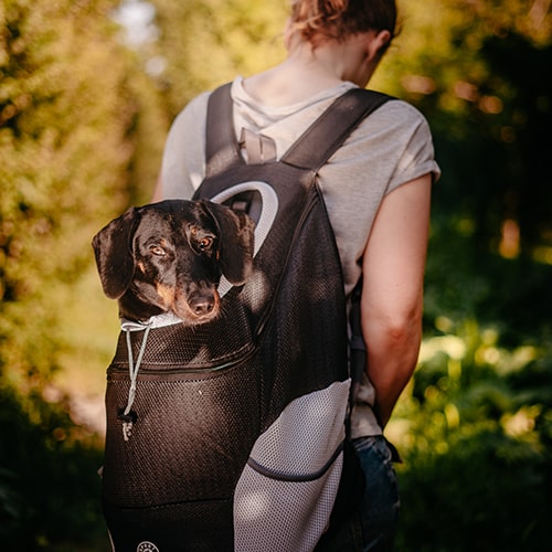 Adventure Carrier for Small Dogs – Black and Comfortable