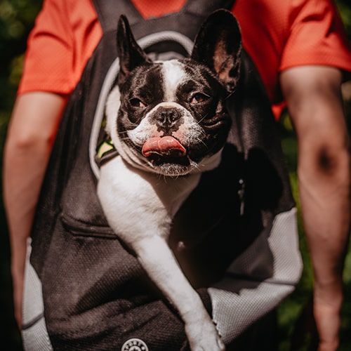 Adventure Carrier for Small Dogs – Black and Comfortable